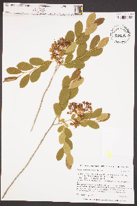 Lyonia mariana image