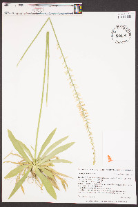 Aletris farinosa image
