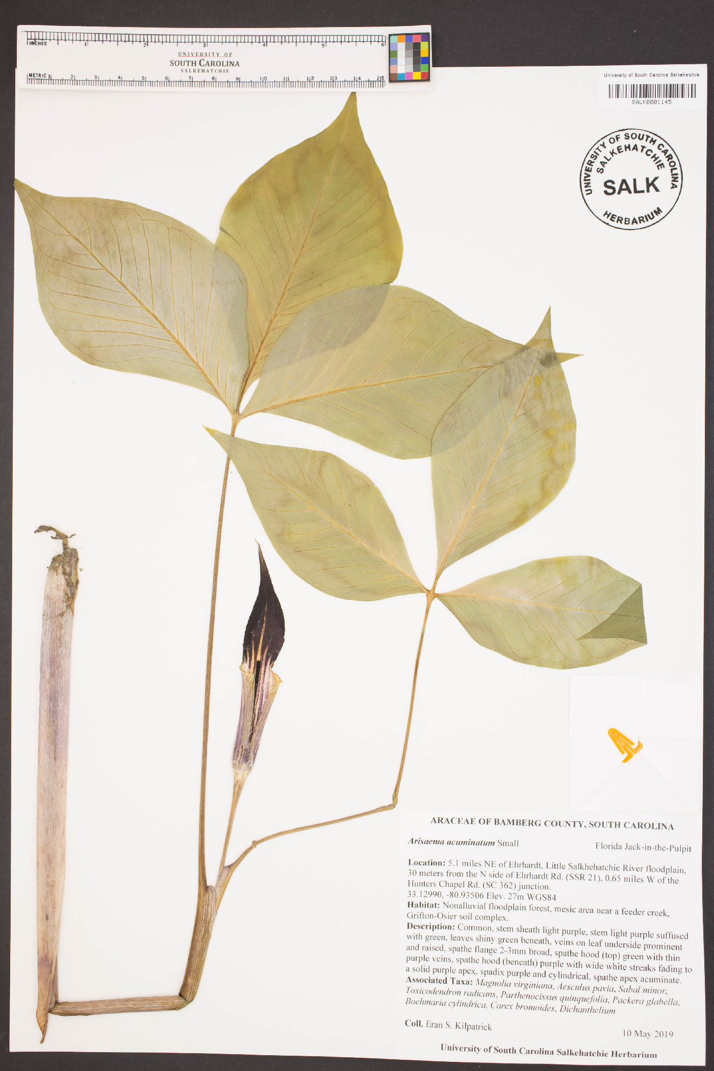 Arisaema acuminatum image
