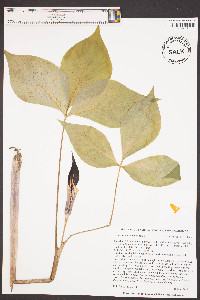 Arisaema acuminatum image