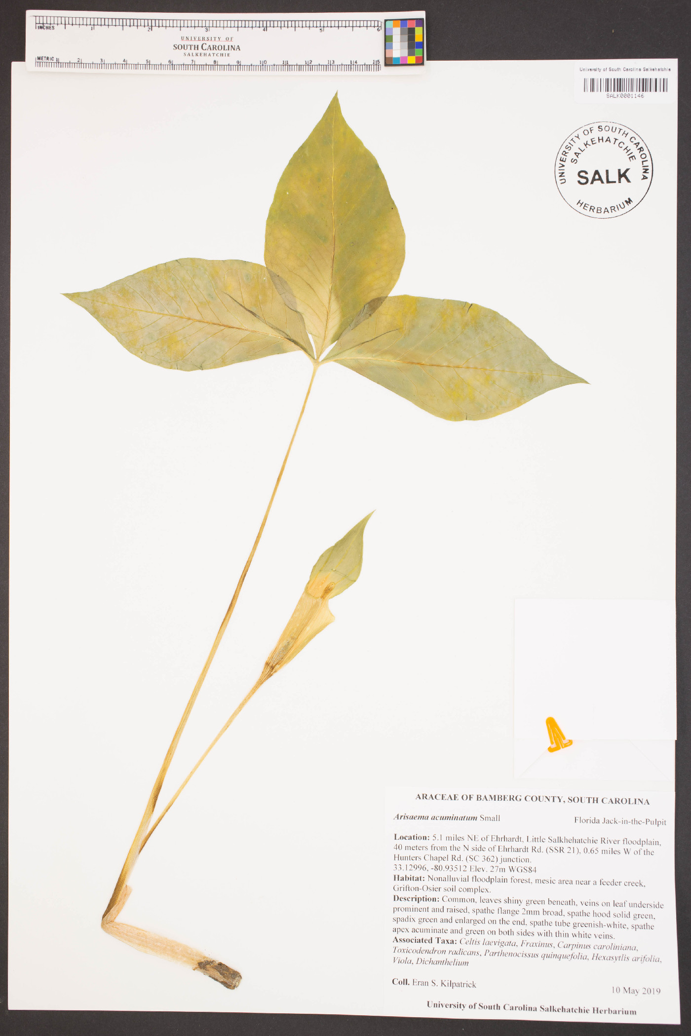 Arisaema acuminatum image