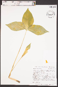 Arisaema acuminatum image