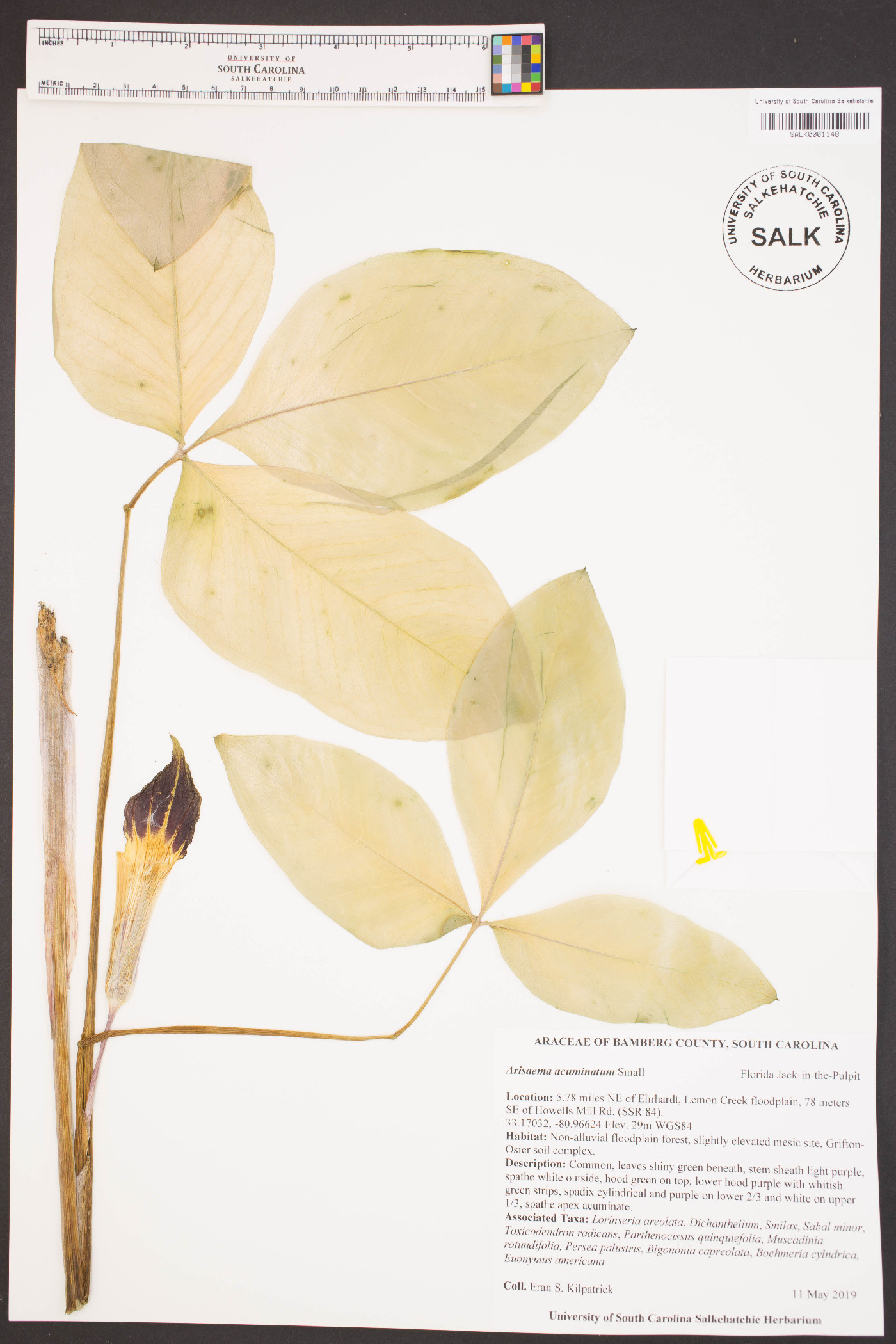Arisaema acuminatum image