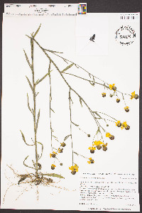 Helenium flexuosum image