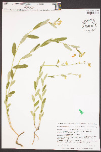 Piriqueta caroliniana image