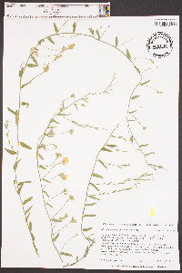 Stylisma aquatica image