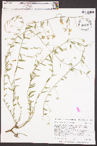 Stylisma aquatica image