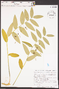 Polygonatum biflorum var. biflorum image