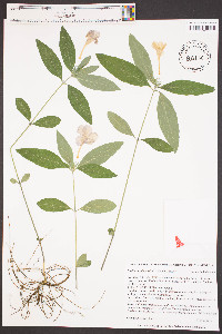Ruellia caroliniensis image