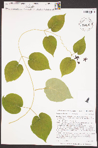 Matelea carolinensis image