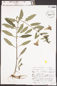 Aureolaria virginica image