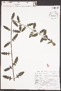 Aureolaria virginica image