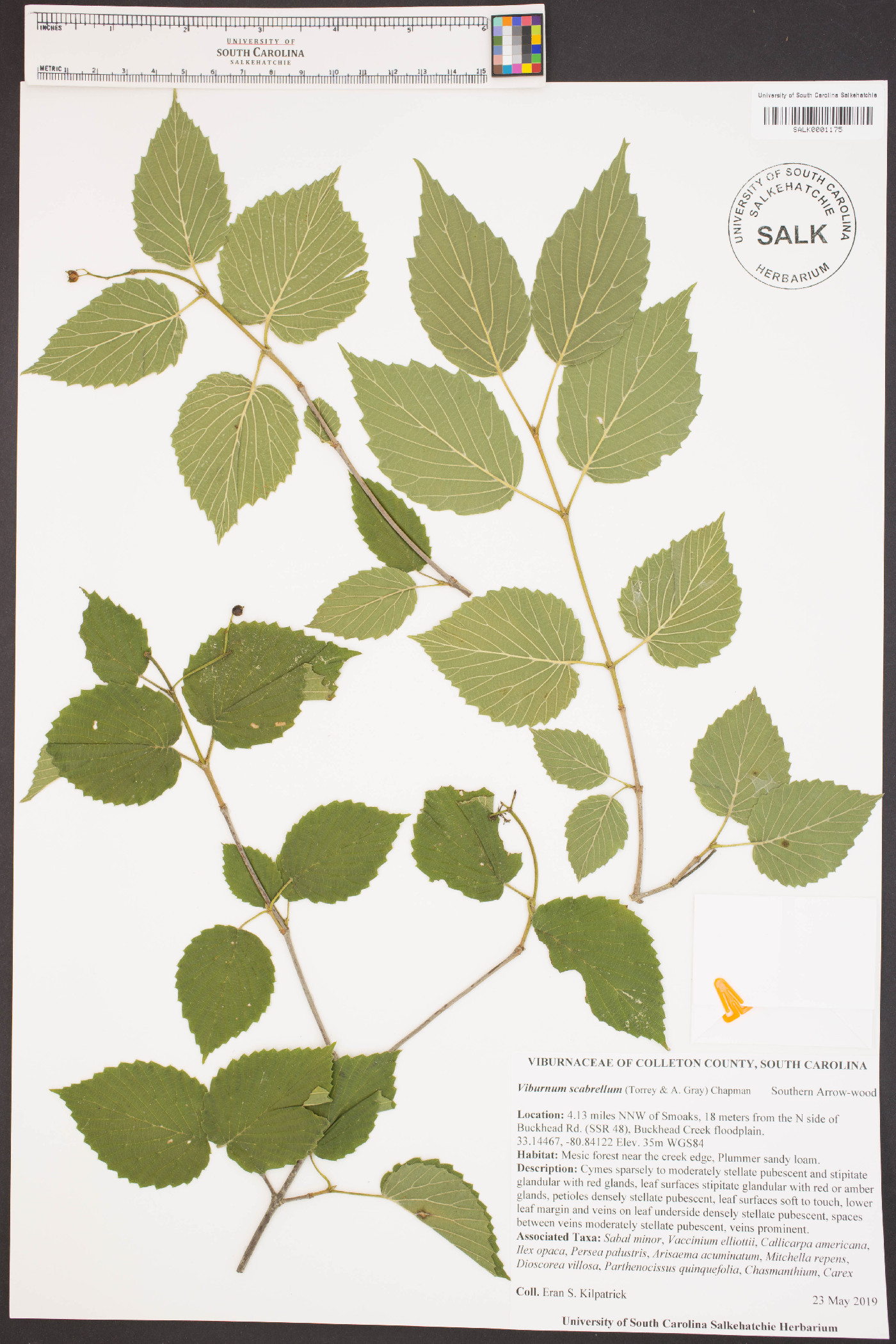 Viburnum dentatum var. dentatum image