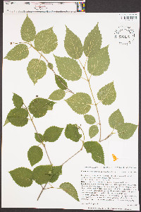 Viburnum dentatum var. dentatum image