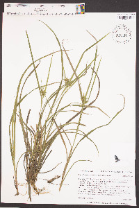 Carex intumescens var. intumescens image