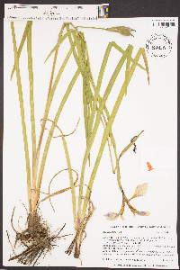 Iris tridentata image