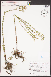 Hypericum denticulatum image