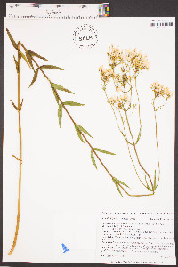 Sabatia difformis image