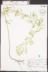 Pycnanthemum flexuosum image
