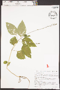 Phryma leptostachya image