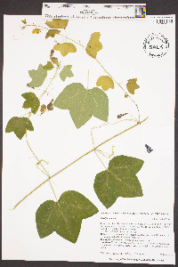Passiflora lutea image
