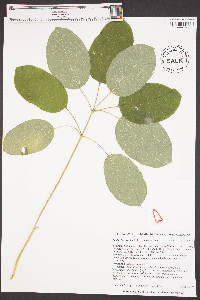 Smilax hugeri image