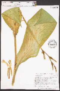 Canna flaccida image