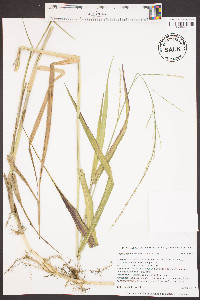 Panicum hemitomon image