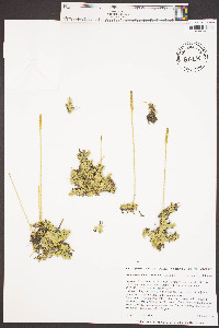 Pseudolycopodiella caroliniana image