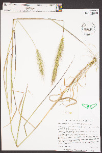 Elymus glabriflorus image