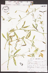 Lathyrus hirsutus image