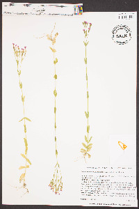 Centaurium tenuiflorum image