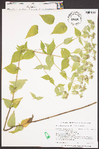 Pycnanthemum muticum image