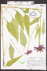 Echinacea purpurea image
