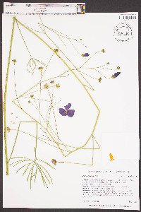 Callirhoe digitata image