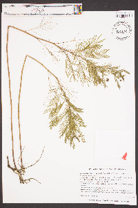 Desmanthus illinoensis image