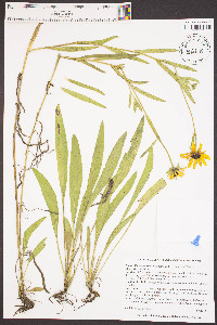 Rudbeckia missouriensis image