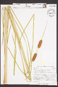 Typha domingensis image