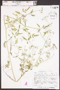 Torilis arvensis image