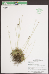 Lachnocaulon anceps image