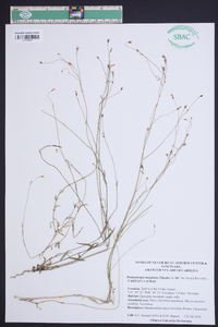 Wahlenbergia marginata image