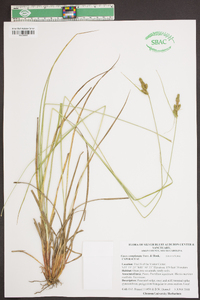 Carex complanata image