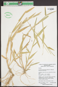 Urochloa platyphylla image