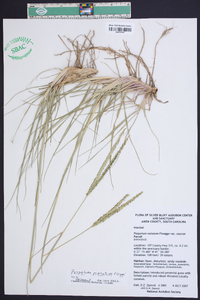 Paspalum notatum image