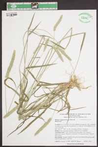 Phalaris angusta image