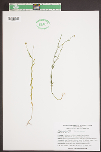 Polygala mariana image