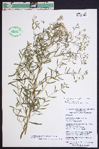 Eupatorium leucolepis image