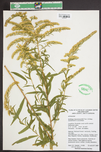 Solidago leavenworthii image