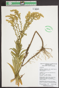 Solidago canadensis var. scabra image