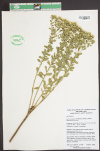 Sericocarpus tortifolius image